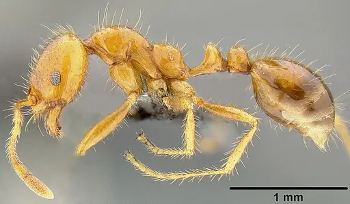 Solenopsis geminata specimen CASENT0171029 image casent0171029_3