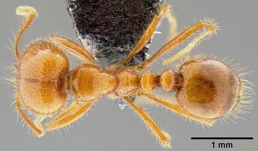 Solenopsis geminata specimen CASENT0171102 image casent0171102_1