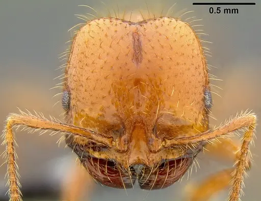 Solenopsis geminata specimen CASENT0171102 image casent0171102_2