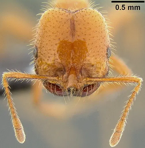 Solenopsis geminata specimen CASENT0171102 image casent0171102_3