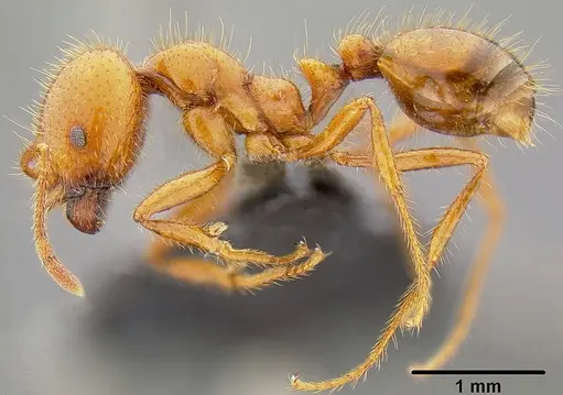 Solenopsis geminata specimen CASENT0171102 image casent0171102_4
