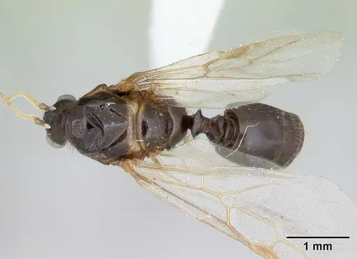 Solenopsis geminata specimen CASENT0173276 image casent0173276_1