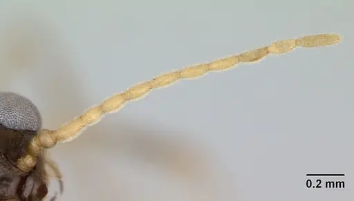 Solenopsis geminata specimen CASENT0173276 image casent0173276_2