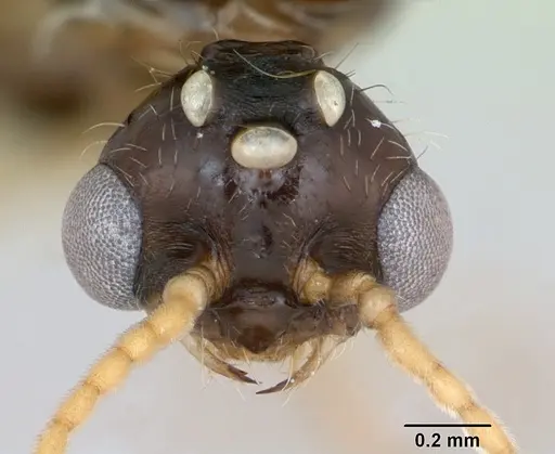 Solenopsis geminata specimen CASENT0173276 image casent0173276_3
