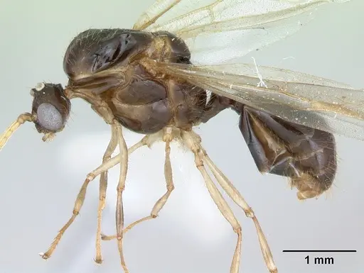 Solenopsis geminata specimen CASENT0173276 image casent0173276_4