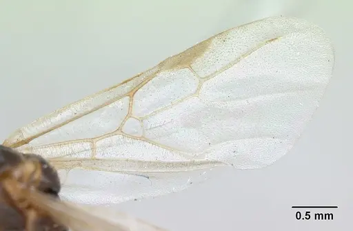 Solenopsis geminata specimen CASENT0173276 image casent0173276_5