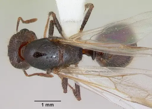 Solenopsis geminata specimen CASENT0173277 image casent0173277_1