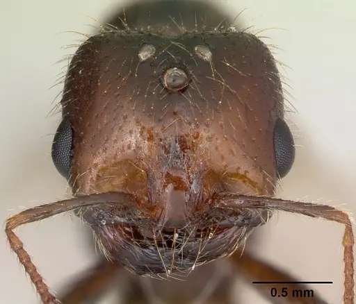 Solenopsis geminata specimen CASENT0173277 image casent0173277_2