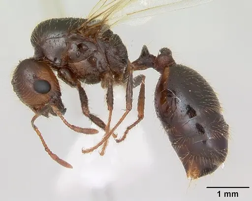 Solenopsis geminata specimen CASENT0173277 image casent0173277_3