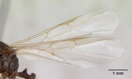 Solenopsis geminata specimen CASENT0173277 image casent0173277_4