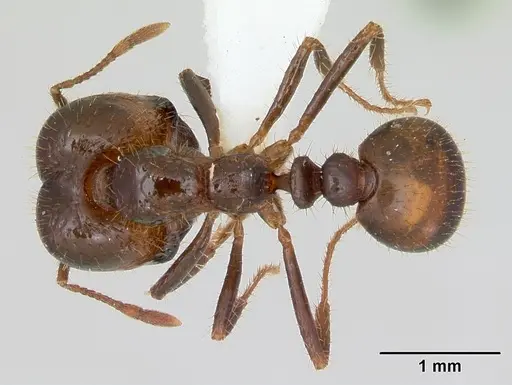 Solenopsis geminata specimen CASENT0173278 image casent0173278_1