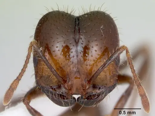 Solenopsis geminata specimen CASENT0173278 image casent0173278_2