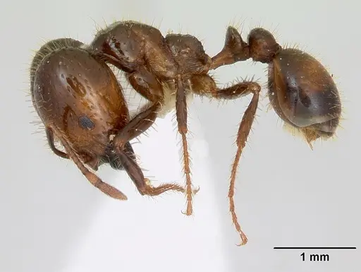 Solenopsis geminata specimen CASENT0173278 image casent0173278_3