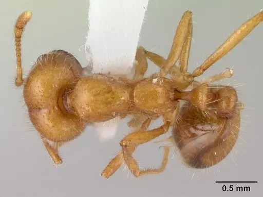 Solenopsis geminata specimen CASENT0178424 image casent0178424_1
