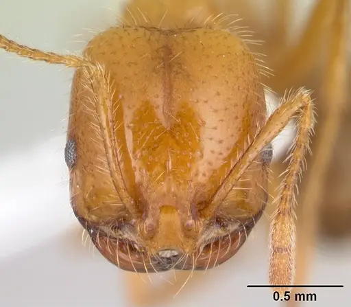 Solenopsis geminata specimen CASENT0178424 image casent0178424_2