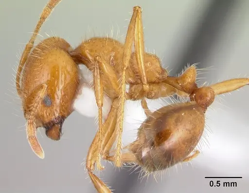 Solenopsis geminata specimen CASENT0178424 image casent0178424_3
