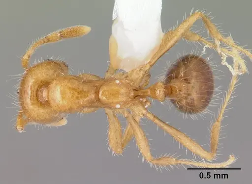 Solenopsis geminata specimen CASENT0178425 image casent0178425_1