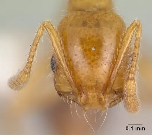 Solenopsis geminata specimen CASENT0178425 image casent0178425_2