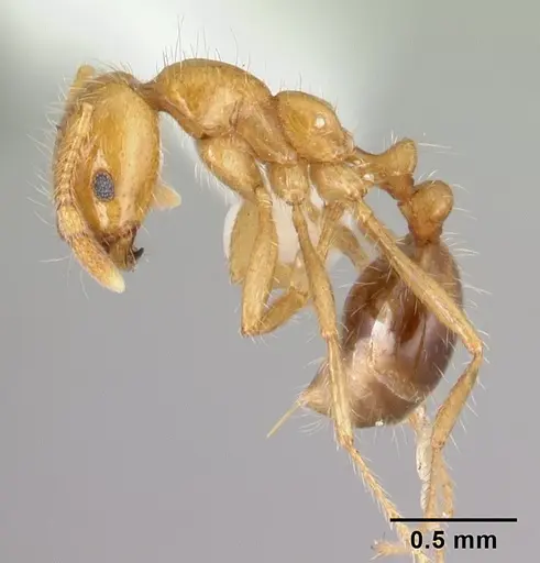 Solenopsis geminata specimen CASENT0178425 image casent0178425_3