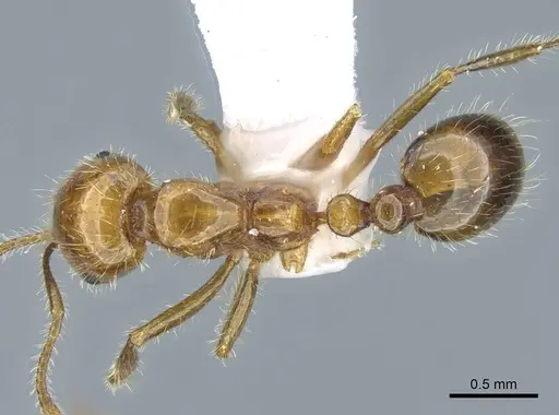 Solenopsis geminata specimen CASENT0740807 image casent0740807_1