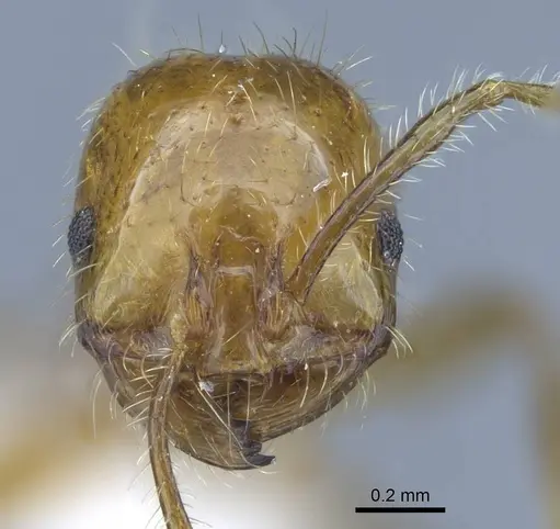 Solenopsis geminata specimen CASENT0740807 image casent0740807_2