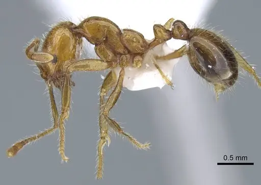 Solenopsis geminata specimen CASENT0740807 image casent0740807_3