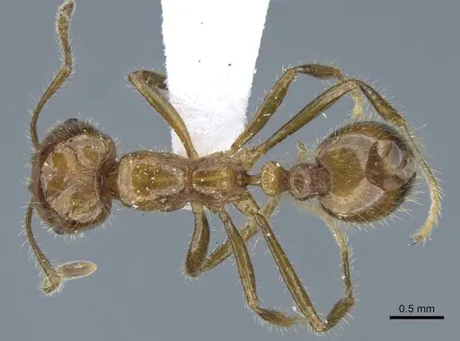 Solenopsis geminata specimen CASENT0740808 image casent0740808_1
