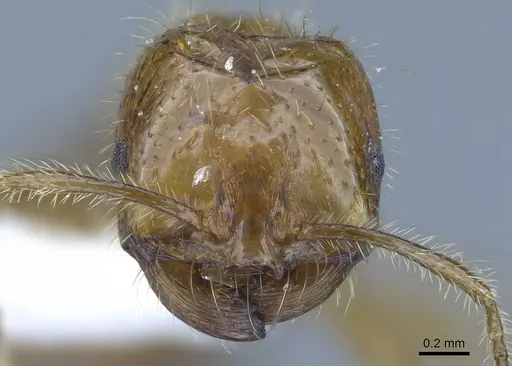 Solenopsis geminata specimen CASENT0740808 image casent0740808_2