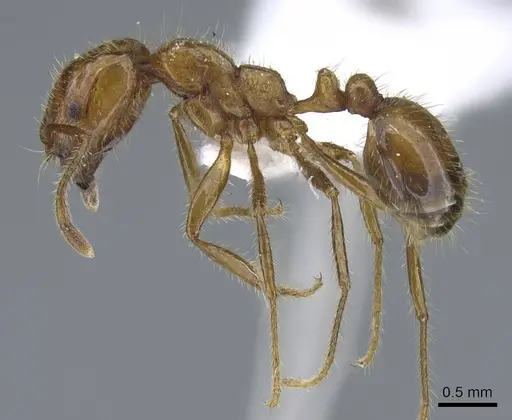 Solenopsis geminata specimen CASENT0740808 image casent0740808_3