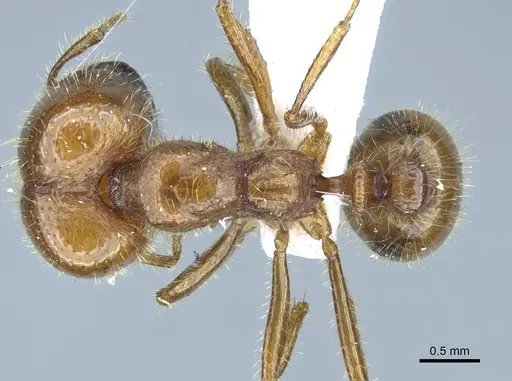 Solenopsis geminata specimen CASENT0740809 image casent0740809_1