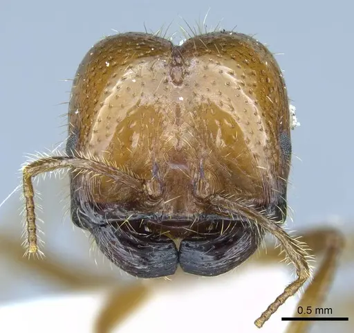 Solenopsis geminata specimen CASENT0740809 image casent0740809_2