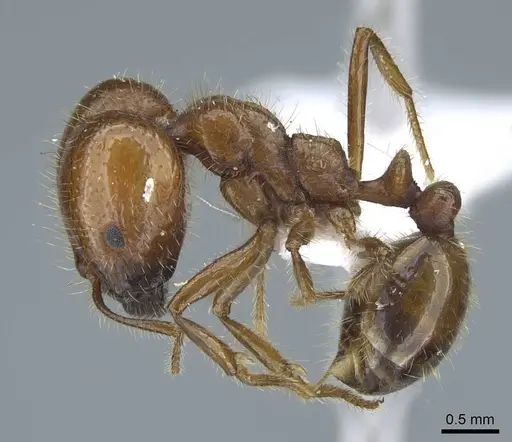 Solenopsis geminata specimen CASENT0740809 image casent0740809_3