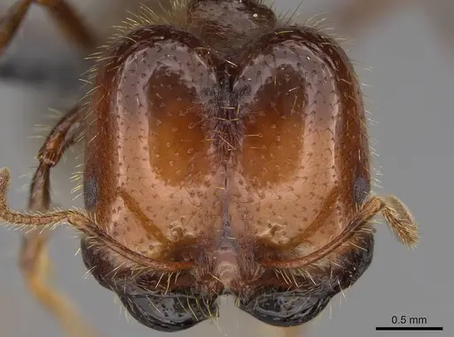 Solenopsis geminata specimen CASENT0766357 image casent0766357_1