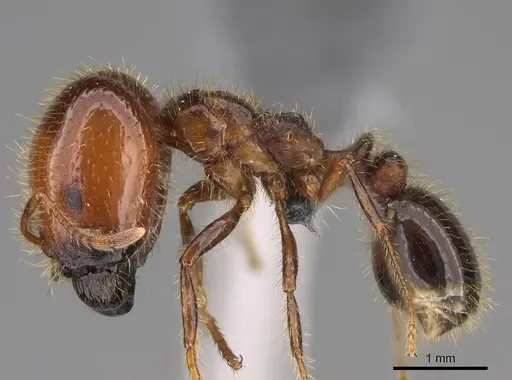 Solenopsis geminata specimen CASENT0766357 image casent0766357_2