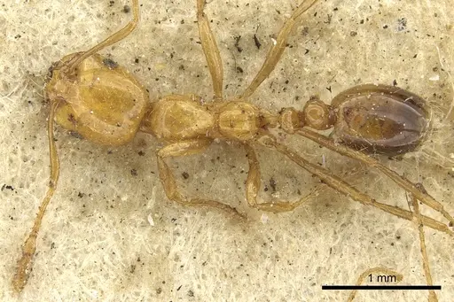 Solenopsis geminata specimen CASENT0901430 image casent0901430_1