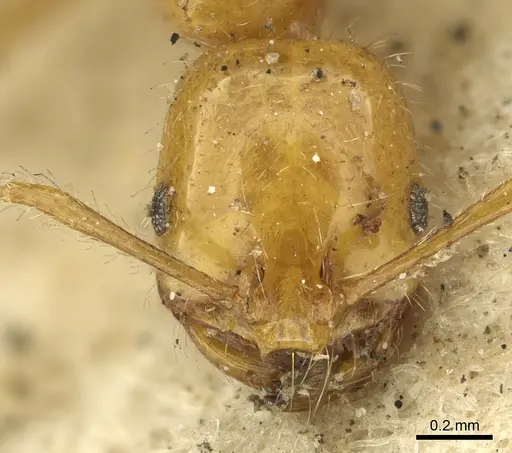 Solenopsis geminata specimen CASENT0901430 image casent0901430_2