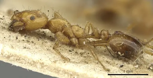 Solenopsis geminata specimen CASENT0901430 image casent0901430_3