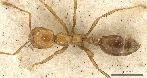 Solenopsis geminata specimen CASENT0901431 image casent0901431_1