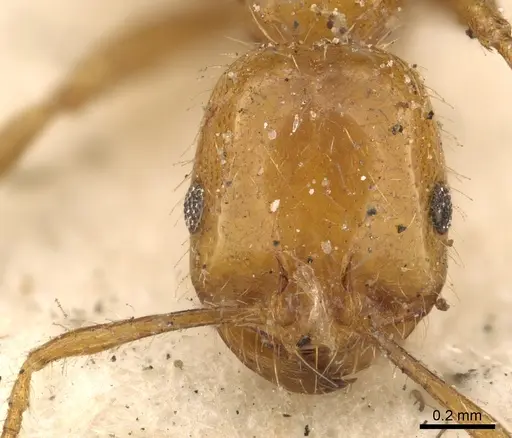 Solenopsis geminata specimen CASENT0901431 image casent0901431_2