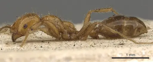 Solenopsis geminata specimen CASENT0901431 image casent0901431_3