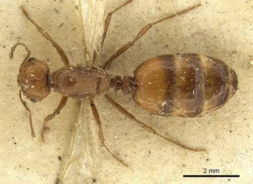 Solenopsis geminata specimen CASENT0901432 image casent0901432_1