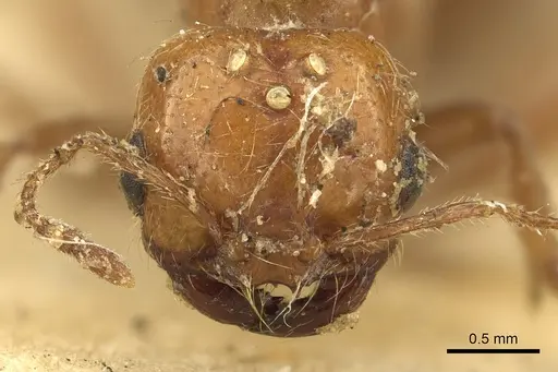 Solenopsis geminata specimen CASENT0901432 image casent0901432_2