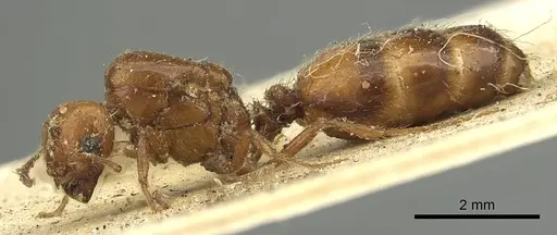 Solenopsis geminata specimen CASENT0901432 image casent0901432_3