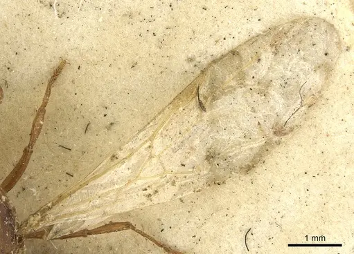 Solenopsis geminata specimen CASENT0901432 image casent0901432_4