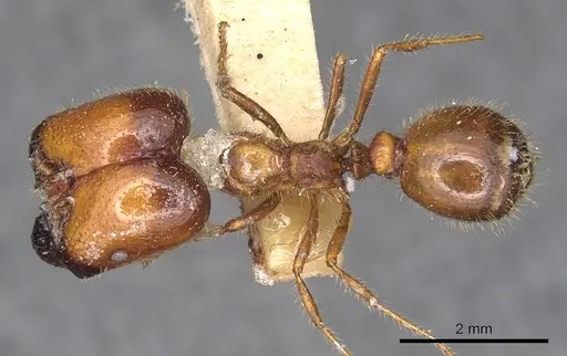 Solenopsis geminata specimen CASENT0901969 image casent0901969_1