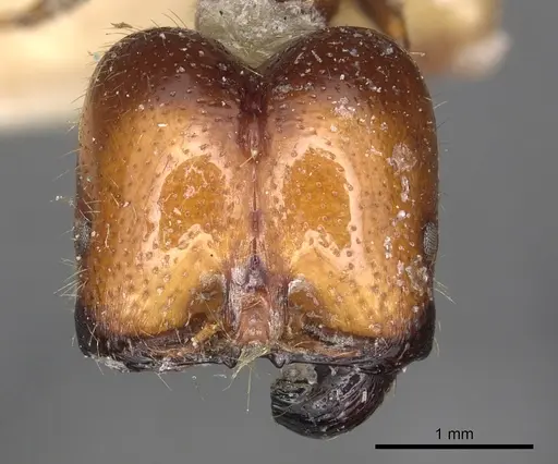 Solenopsis geminata specimen CASENT0901969 image casent0901969_2