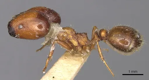 Solenopsis geminata specimen CASENT0901969 image casent0901969_3