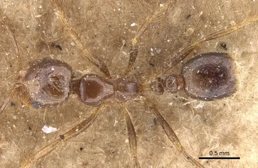 Solenopsis geminata specimen CASENT0902346 image casent0902346_1