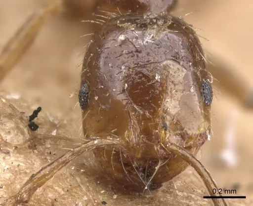 Solenopsis geminata specimen CASENT0902346 image casent0902346_2