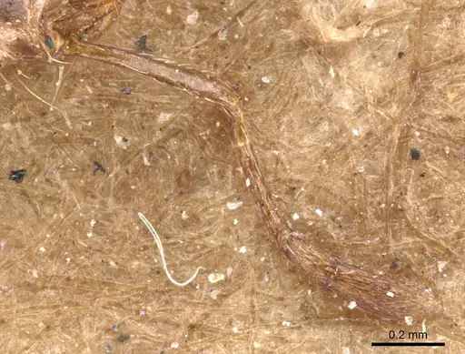 Solenopsis geminata specimen CASENT0902346 image casent0902346_3